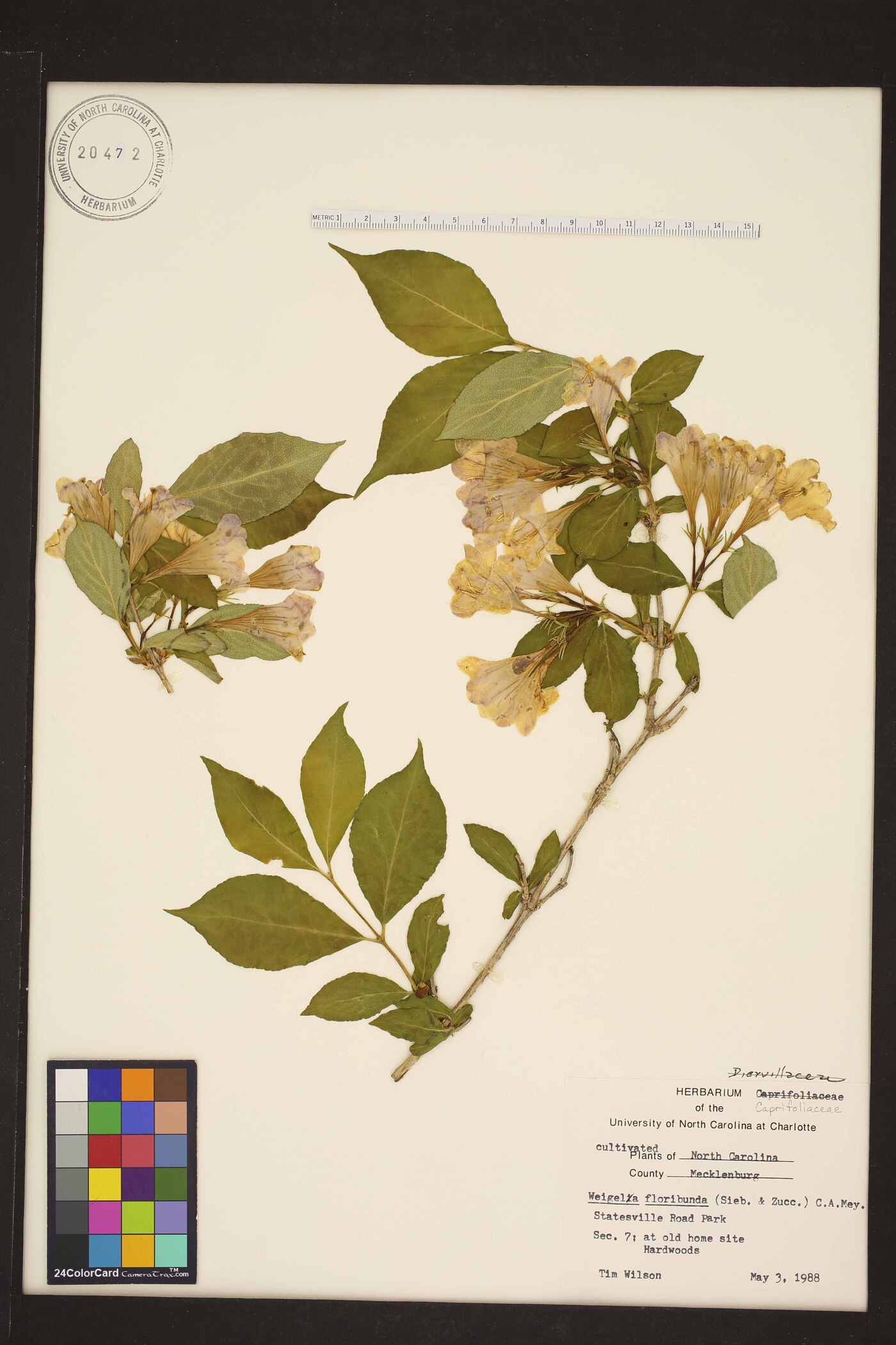 Weigela floribunda image