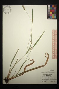 Carex flaccosperma image