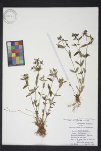 Houstonia longifolia var. compacta image