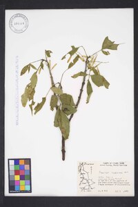 Fraxinus caroliniana image