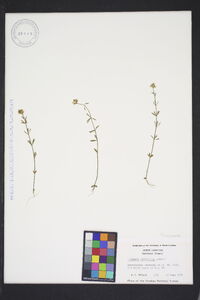 Polygala brevifolia image