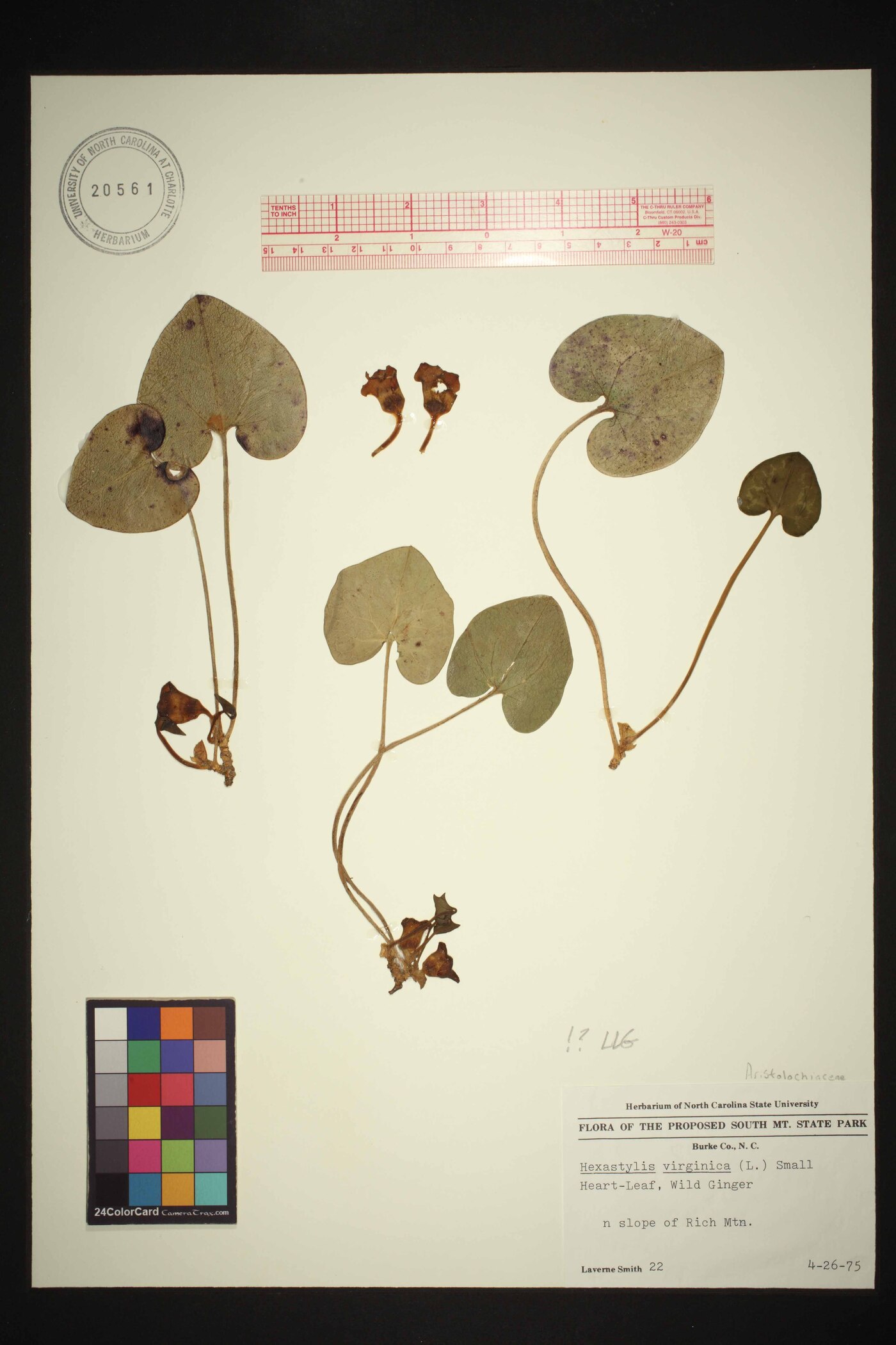 Hexastylis virginica image