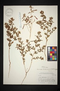 Acmispon americanus image