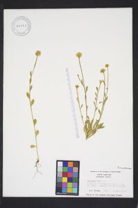 Polygala lutea image