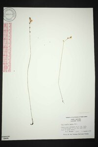 Utricularia juncea image