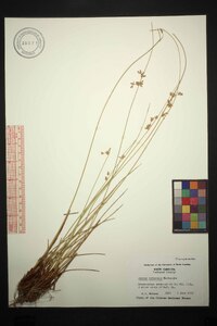 Juncus coriaceus image