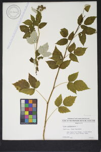 Rubus occidentalis image