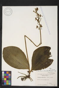 Platanthera orbiculata image