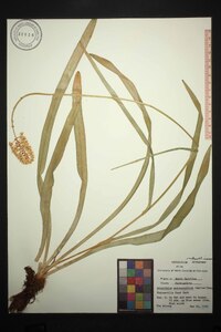 Amianthium muscitoxicum image