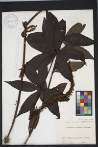 Veronicastrum sibiricum image