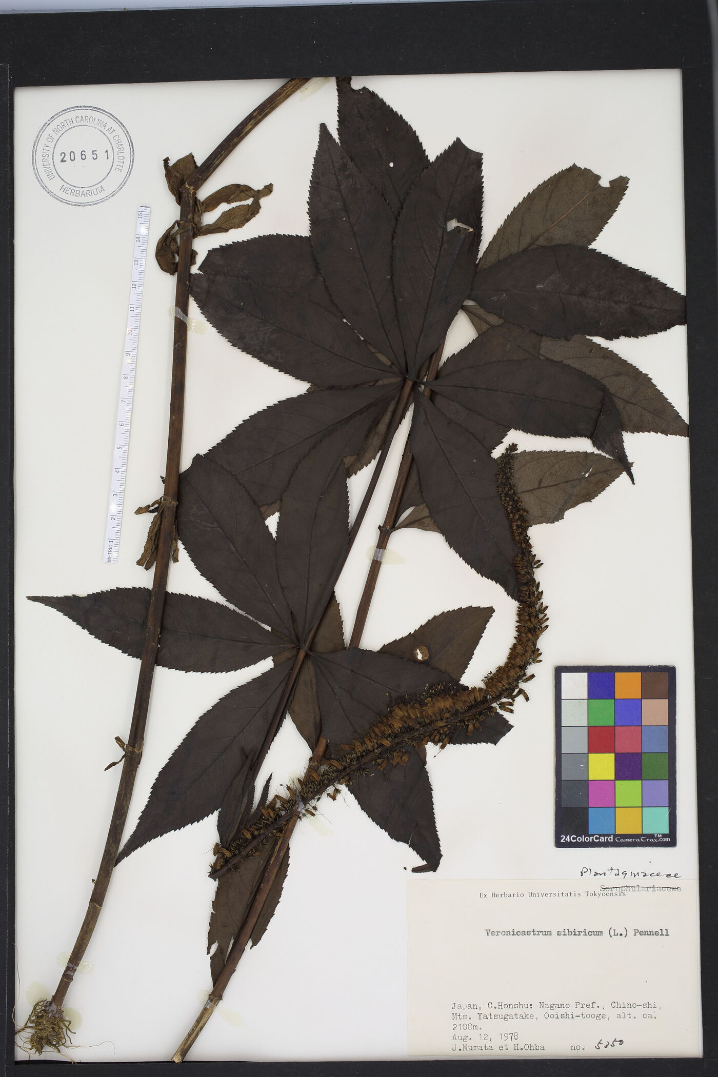 Veronicastrum sibiricum image