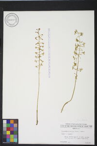 Tipularia discolor image