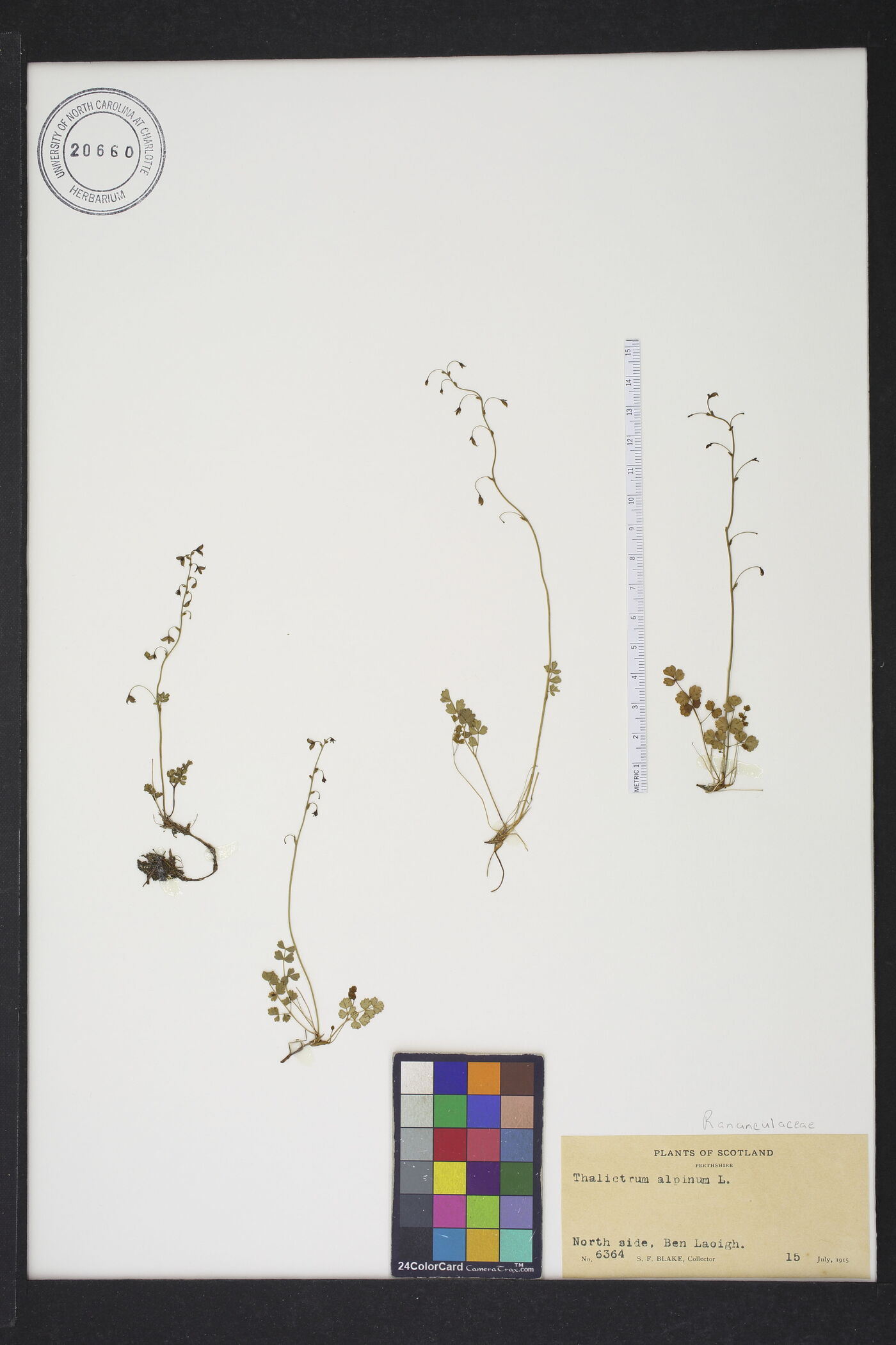 Thalictrum alpinum image