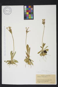 Primula longiflora image