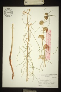 Asclepias linearis image