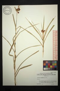 Scirpus polyphyllus image