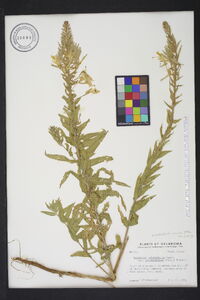 Oenothera rhombipetala image