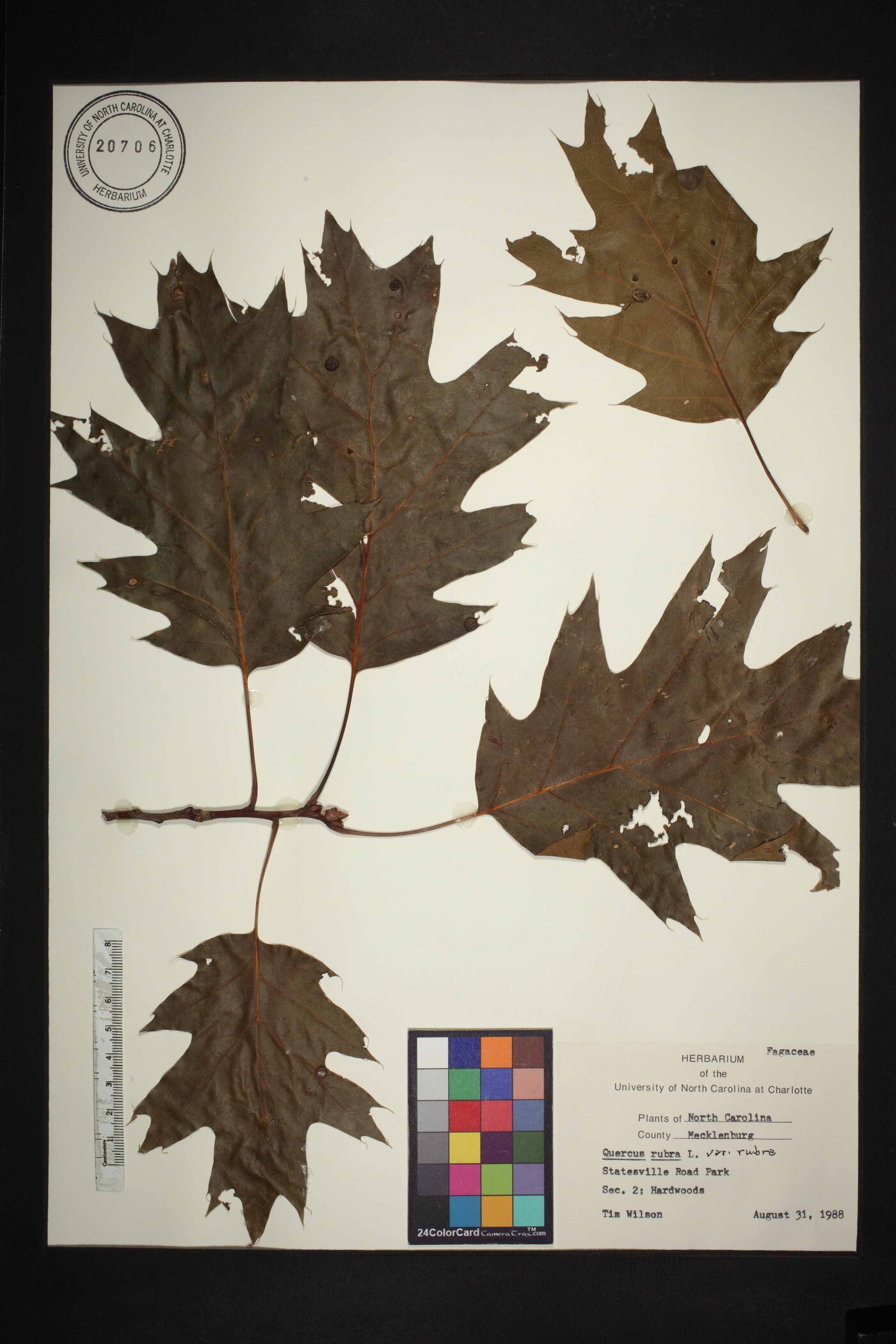 Quercus rubra var. rubra image