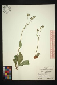 Elephantopus tomentosus image