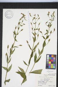 Mimulus ringens var. ringens image