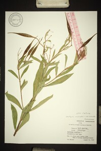 Asclepias incarnata var. incarnata image