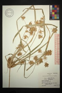 Cyperus strigosus var. strigosus image