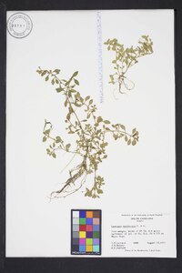 Ludwigia spathulata image