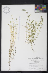 Cruciata pedemontana image