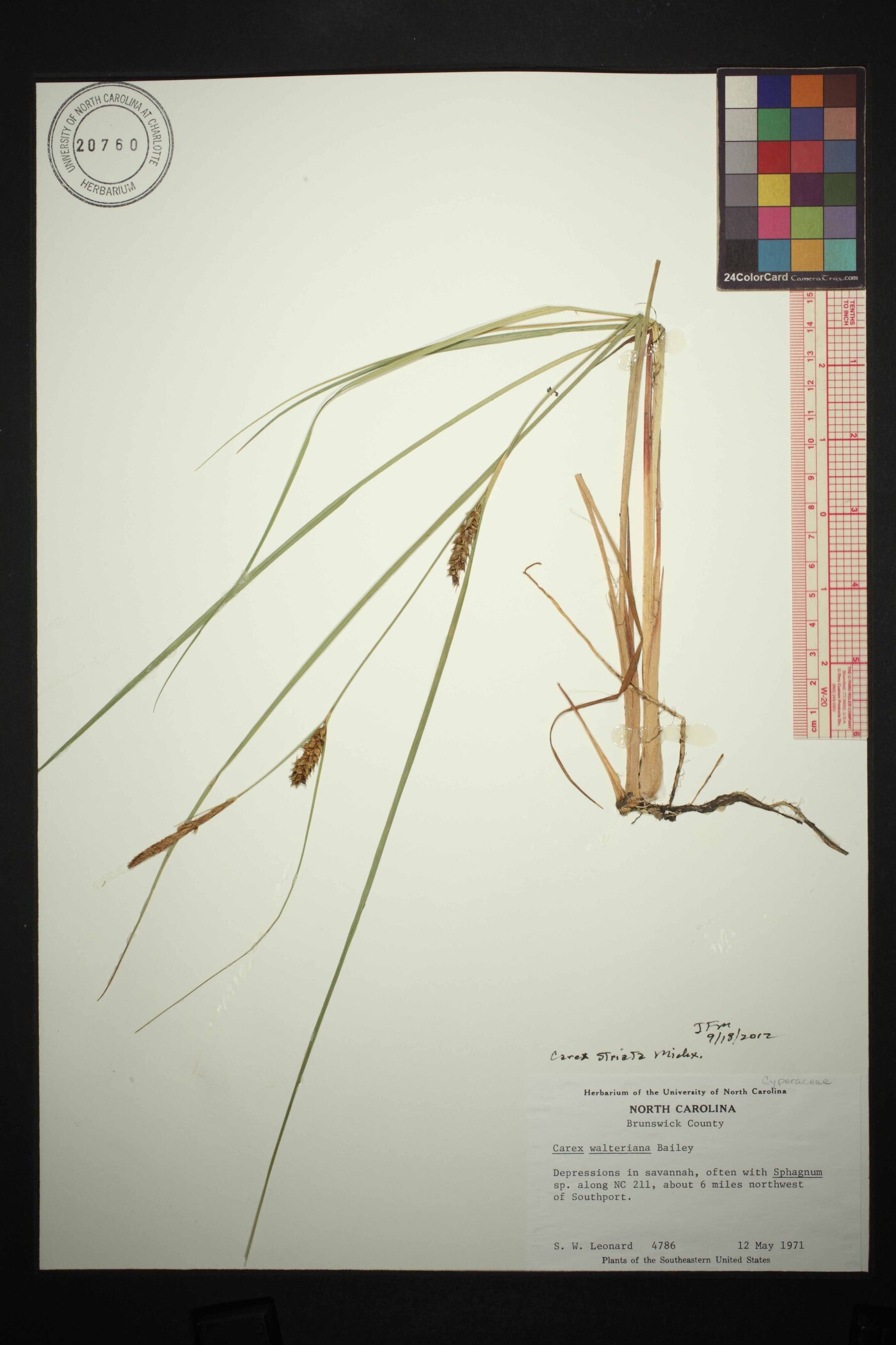 Carex striata var. brevis image