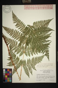 Dryopteris campyloptera image