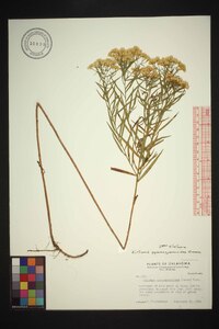 Euthamia gymnospermoides image