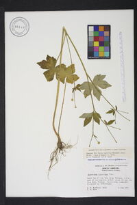 Ranunculus recurvatus var. recurvatus image