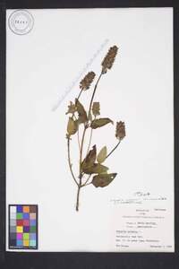 Prunella vulgaris subsp. lanceolata image
