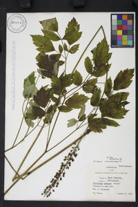 Actaea racemosa image