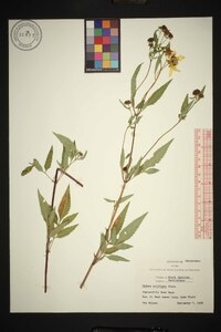 Bidens polylepis image