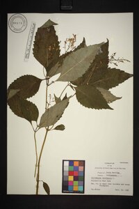 Collinsonia canadensis image