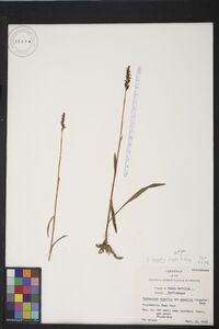 Spiranthes vernalis image