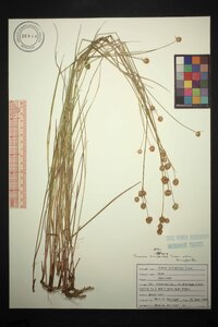 Juncus scirpoides var. scirpoides image