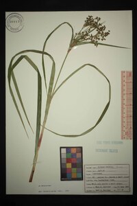 Scirpus expansus image