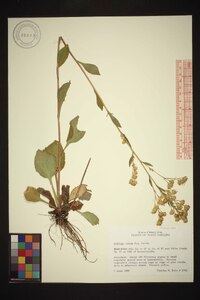 Solidago verna image