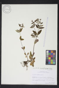 Houstonia longifolia image