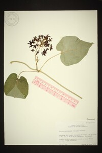 Matelea carolinensis image