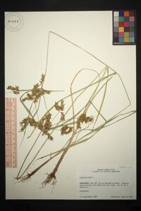 Cyperus iria image