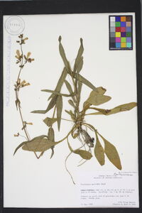 Penstemon australis image