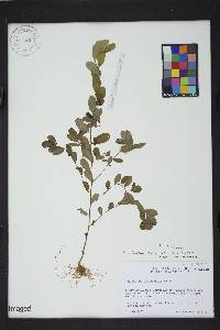 Phyllanthus caroliniensis image