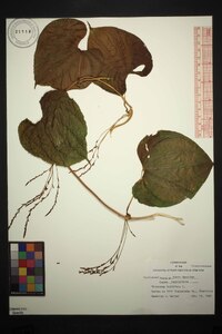 Dioscorea bulbifera image