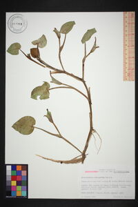 Heteranthera oblongifolia image