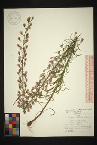 Liatris patens image