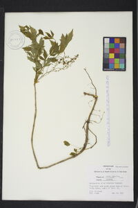 Xanthorhiza simplicissima image