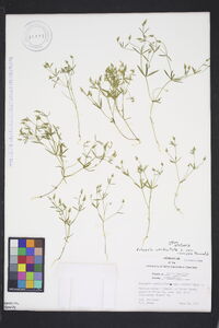 Polygala verticillata image